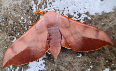 Comparmustilia sphingiformis