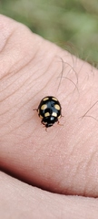 Coccinula quatuordecimpustulata