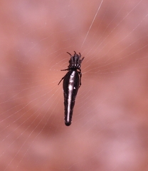 Cyclosa bifida