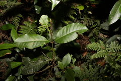 Quintinia sieberi
