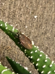 Gastrodes grossipes