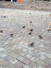 Passer domesticus