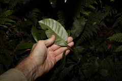 Quintinia sieberi