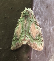 Somera viridifusca