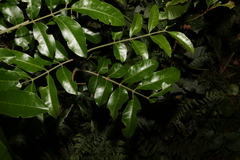 Dysoxylum fraserianum