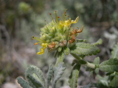 Teucrium aureum