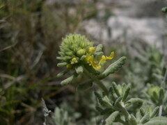 Teucrium aureum