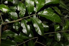 Dysoxylum fraserianum