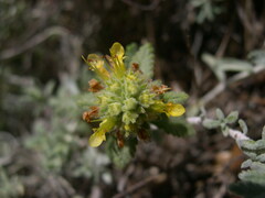 Teucrium aureum