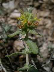 Teucrium aureum
