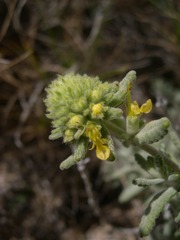 Teucrium aureum