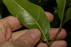 Dysoxylum fraserianum
