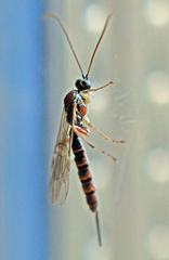 Tromatobia lineatoria