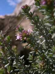Thymus vulgaris