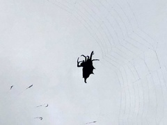 Gasteracantha diardi