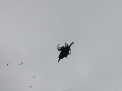 Gasteracantha diardi