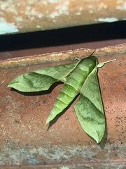 Xylophanes tyndarus