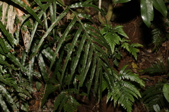 Pteris umbrosa
