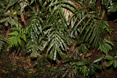 Pteris umbrosa