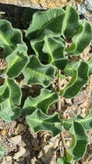 Raphionacme procumbens