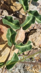 Raphionacme procumbens