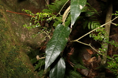 Aristolochia laheyana