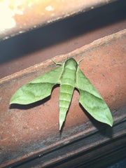 Xylophanes tyndarus