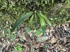Asplenium griffithianum