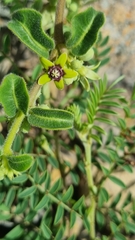 Raphionacme procumbens