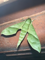 Xylophanes tyndarus