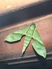 Xylophanes tyndarus