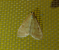 Ostrinia nubilalis