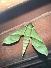Xylophanes tyndarus
