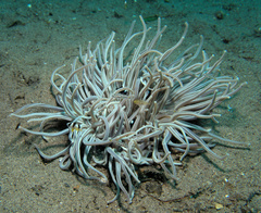 Macrodactyla doreensis