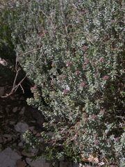 Thymus vulgaris