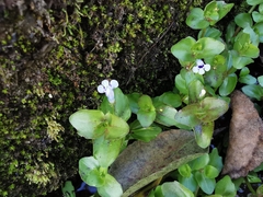 Lindernia rotundifolia