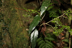 Aristolochia laheyana