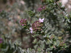 Thymus vulgaris