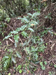 Itea