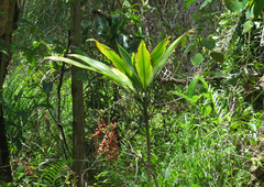 Cordyline manners-suttoniae