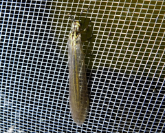 Myrmecaelurus trigrammus