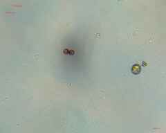 Desmidiaceae