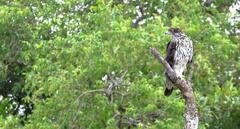 Aquila spilogaster