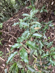 Itea