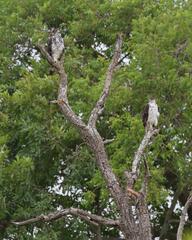 Aquila spilogaster