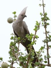 Corythaixoides concolor