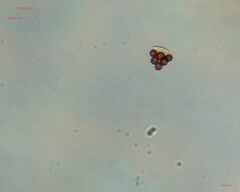Desmidiaceae
