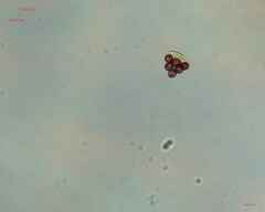 Desmidiaceae