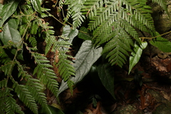 Parsonsia velutina