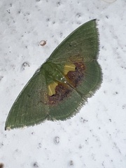 Tachychlora flavicoma